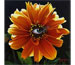 Blake Flynn "Optical Bloom No.2"