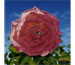 Blake Flynn "Optical Bloom No.3"