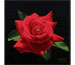 Blake Flynn "Rose Red"