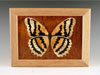 Marquetry Wood Box with Butterfly Design