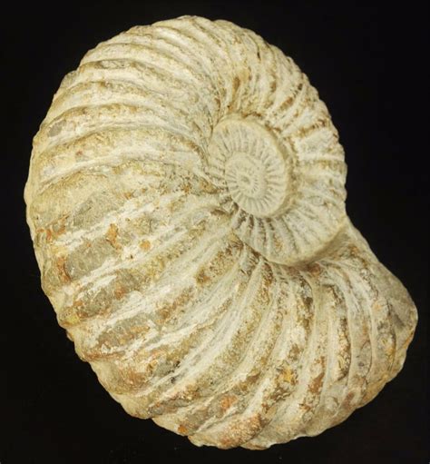 ammonite